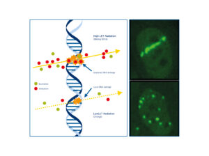 DNA Damage Comparison X-rays vs. Carbon ions